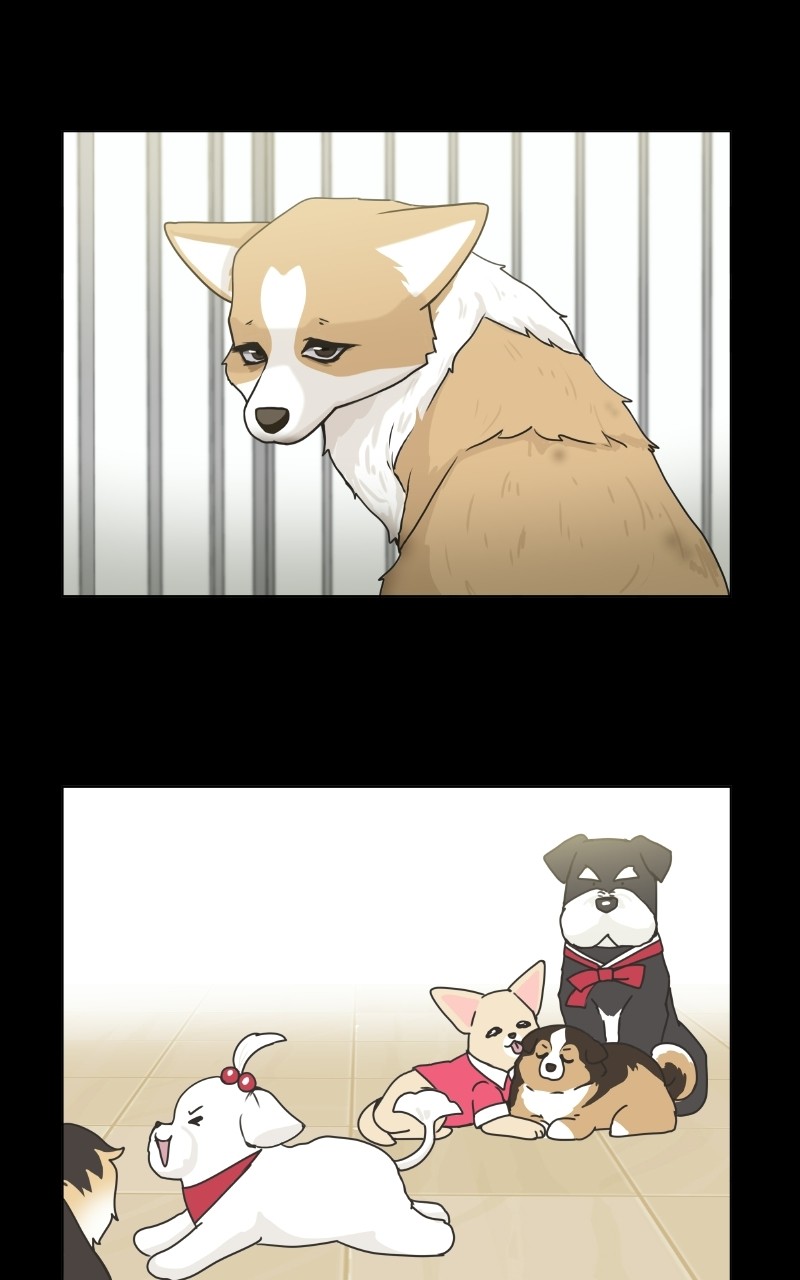 The Dog Diaries Chapter 71 - page 47