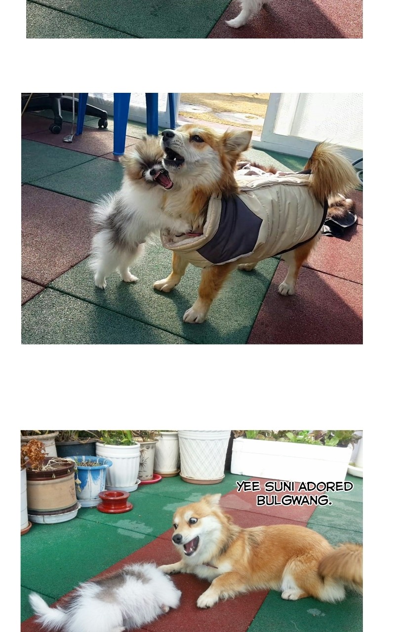 The Dog Diaries Chapter 70 - page 17