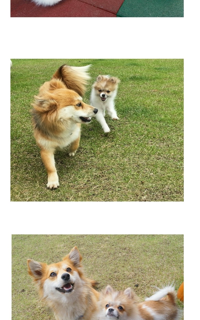 The Dog Diaries Chapter 70 - page 18
