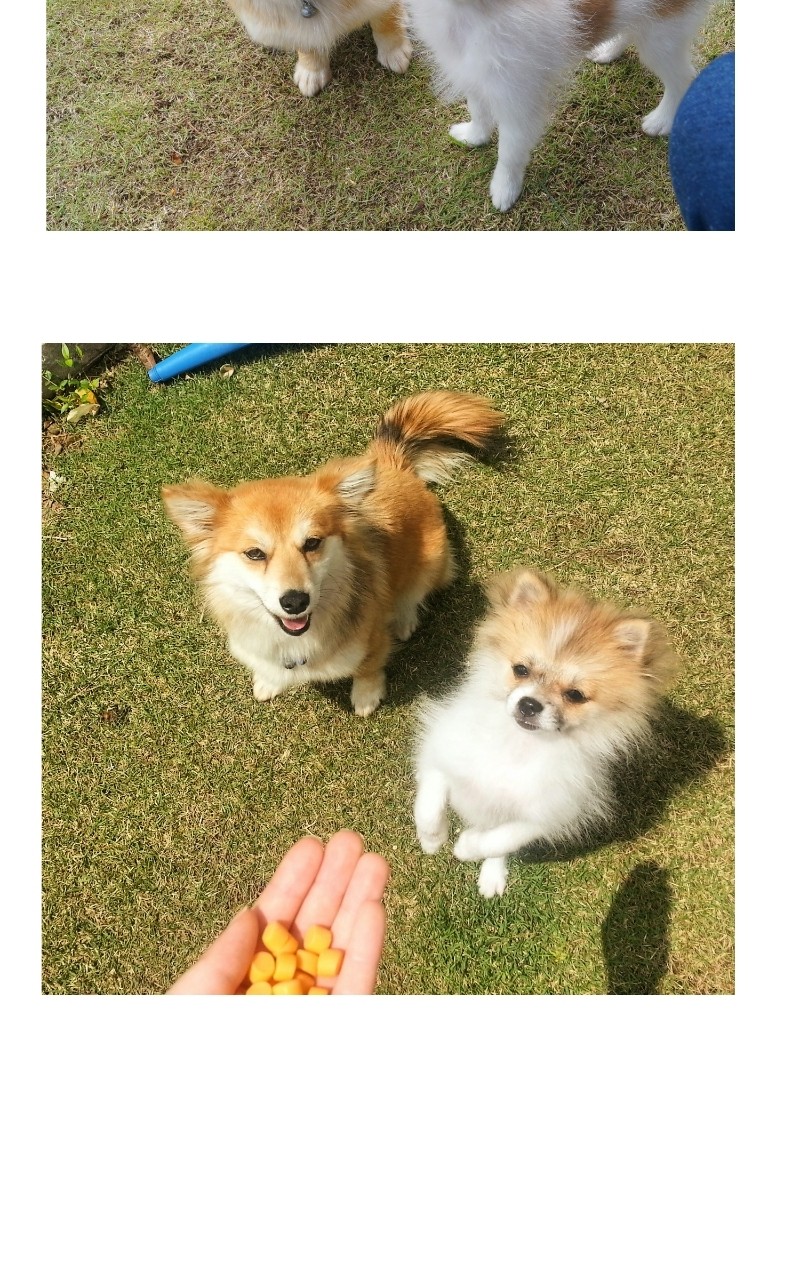 The Dog Diaries Chapter 70 - page 19
