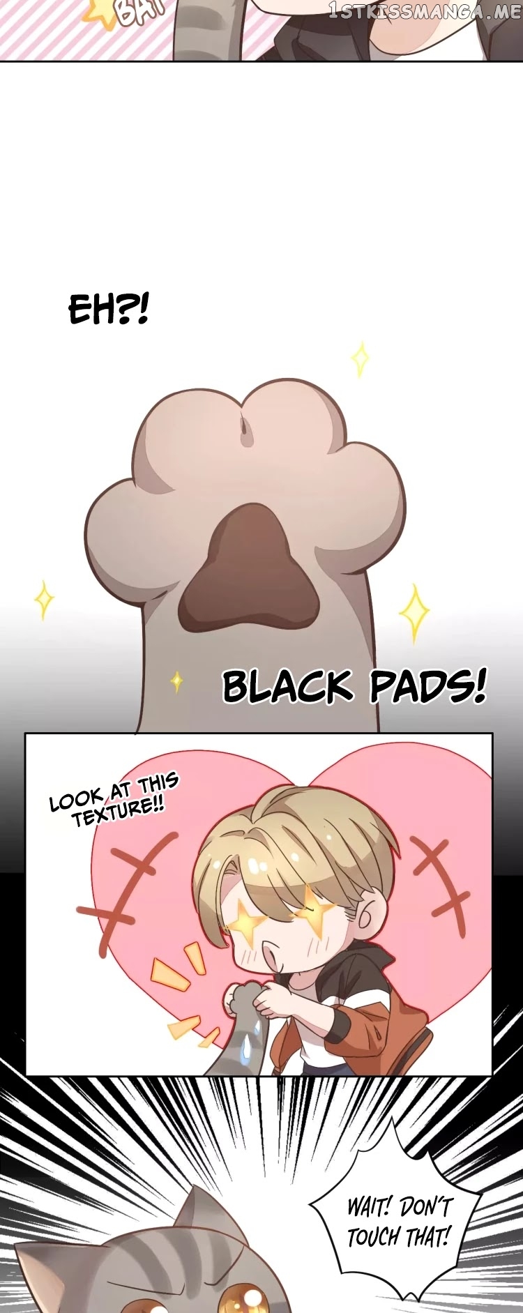 Under The Paws of Cats chapter 19 - page 21