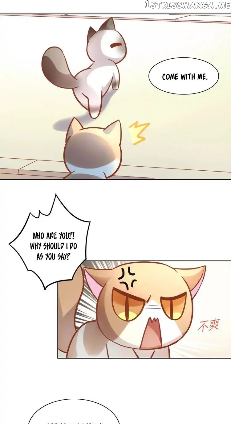 Under The Paws of Cats chapter 8 - page 12