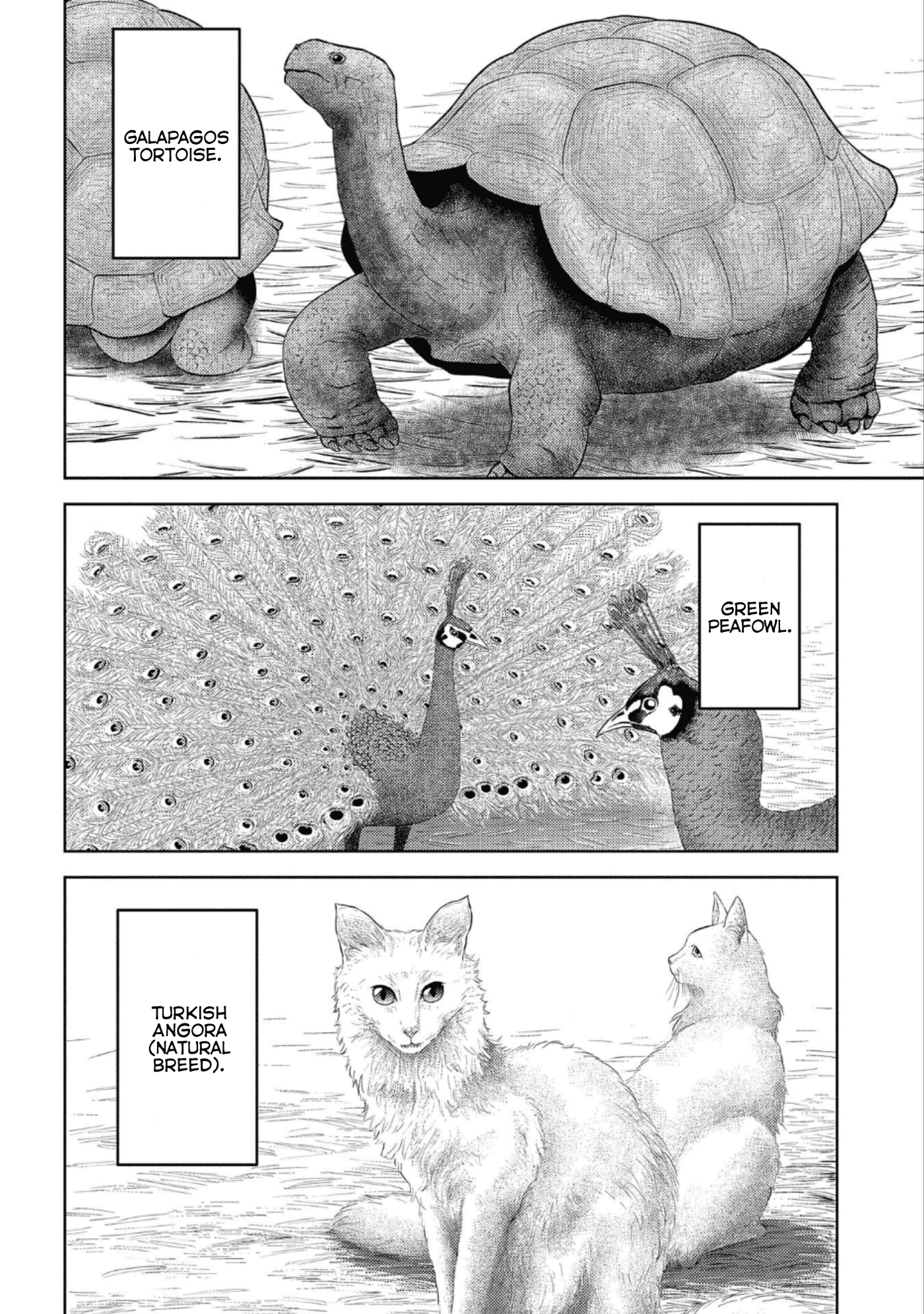 Sengoku Komachi Kurou Tan! chapter 43 - page 31