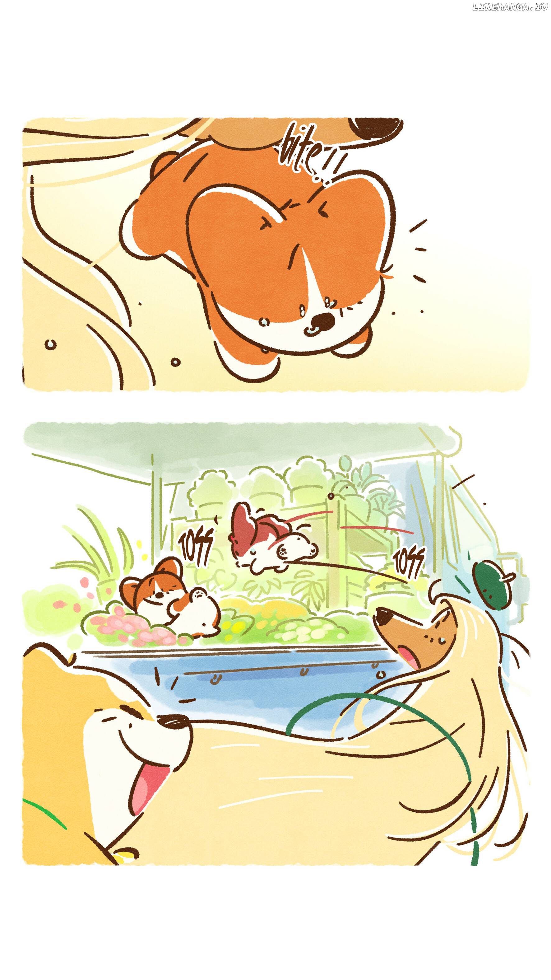 Doggie Corgi chapter 26 - page 11
