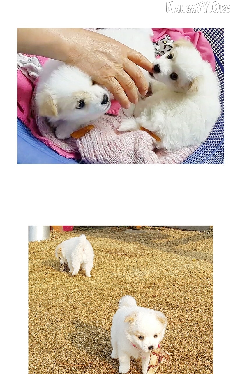 The Dog Diaries Chapter 234 - page 32
