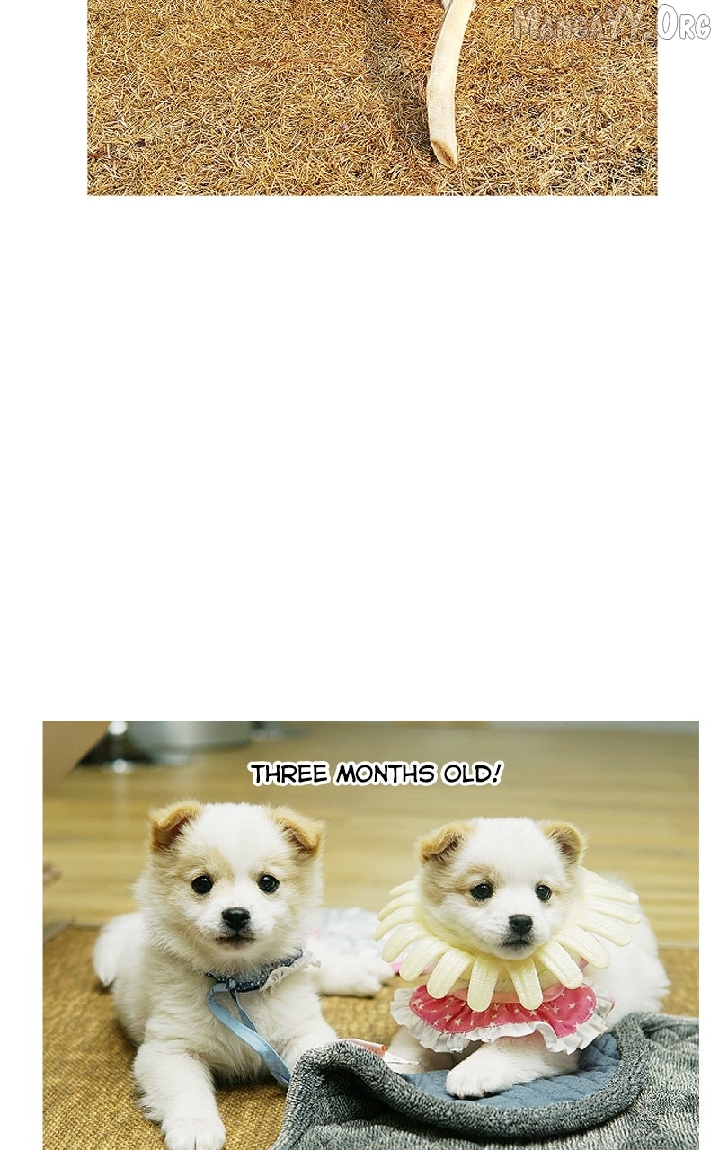 The Dog Diaries Chapter 234 - page 33