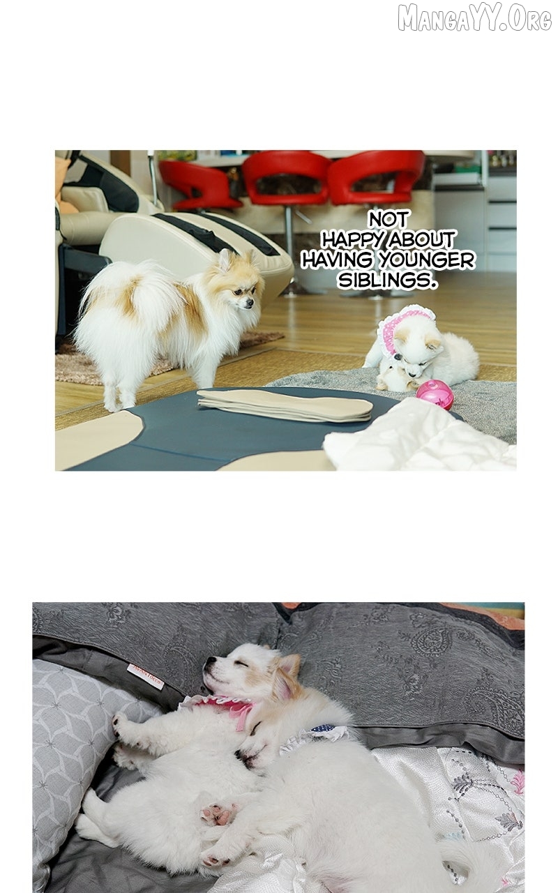 The Dog Diaries Chapter 234 - page 36