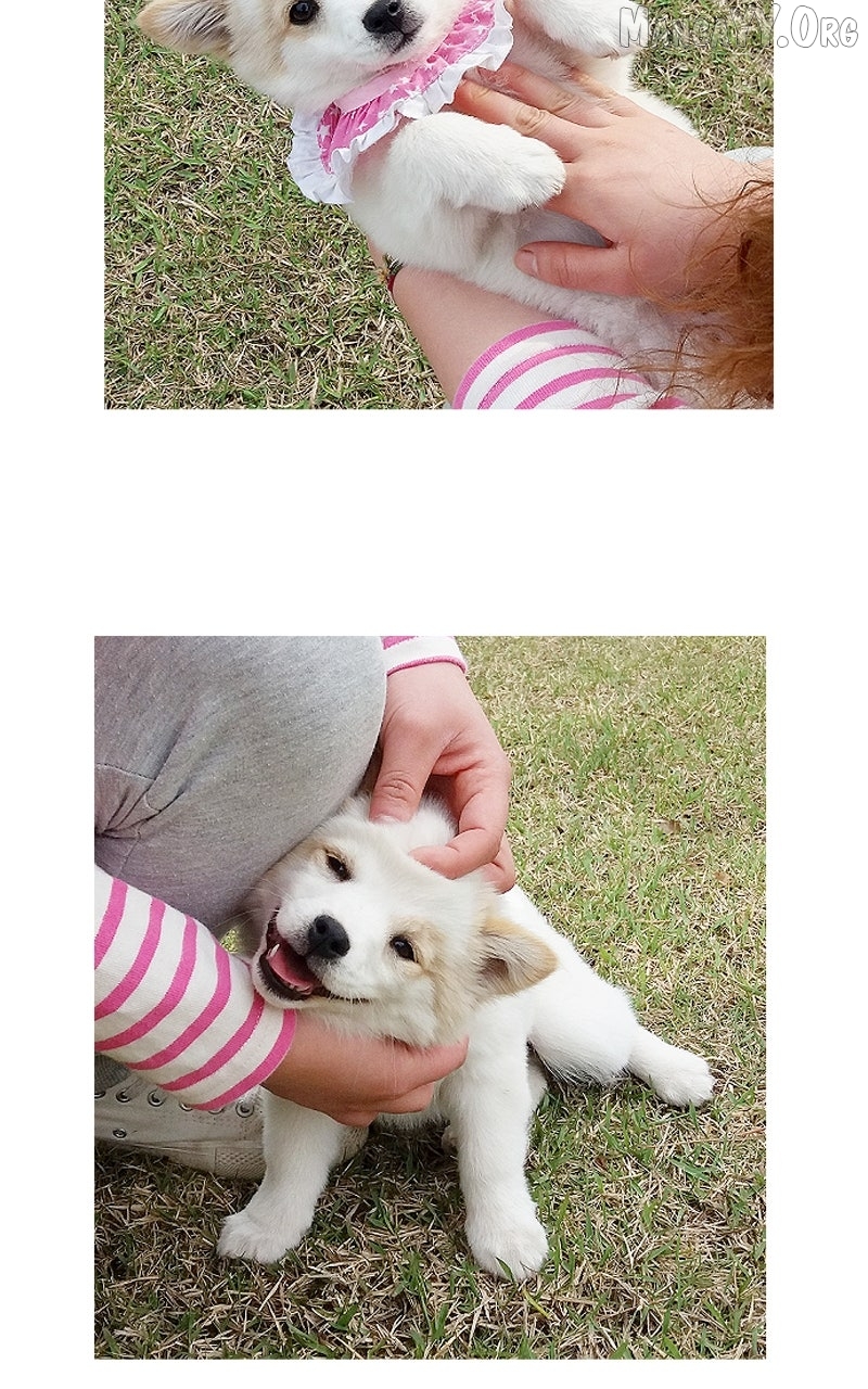 The Dog Diaries Chapter 234 - page 40