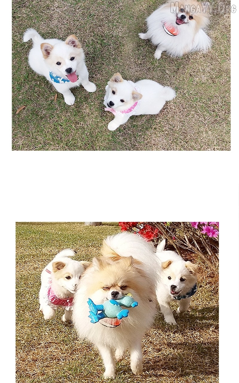 The Dog Diaries Chapter 234 - page 42