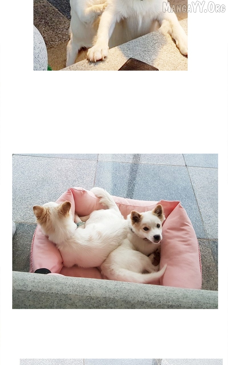 The Dog Diaries Chapter 234 - page 45