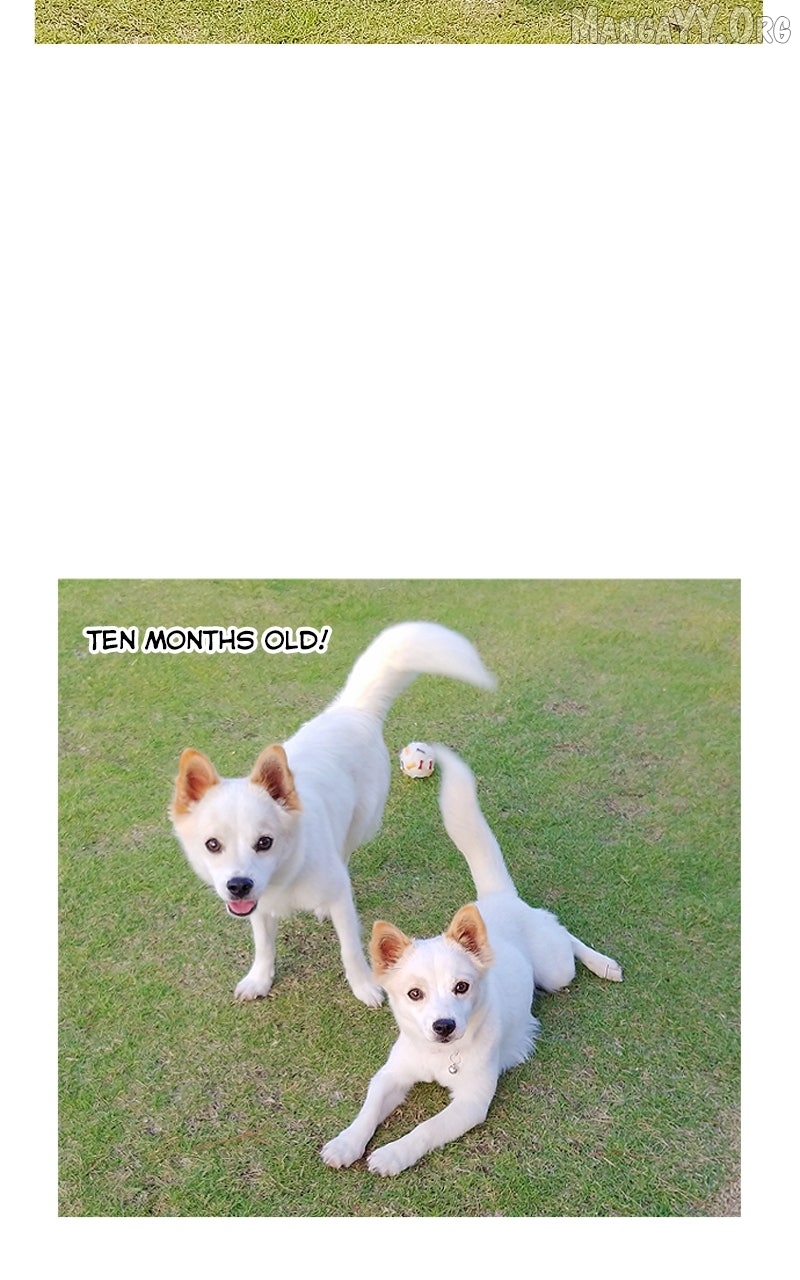 The Dog Diaries Chapter 234 - page 47