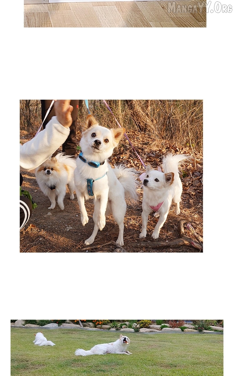 The Dog Diaries Chapter 234 - page 62